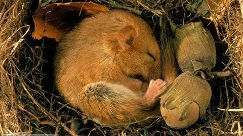 Java Project: Hibernate Framework Configuration, Mapping, and Testing