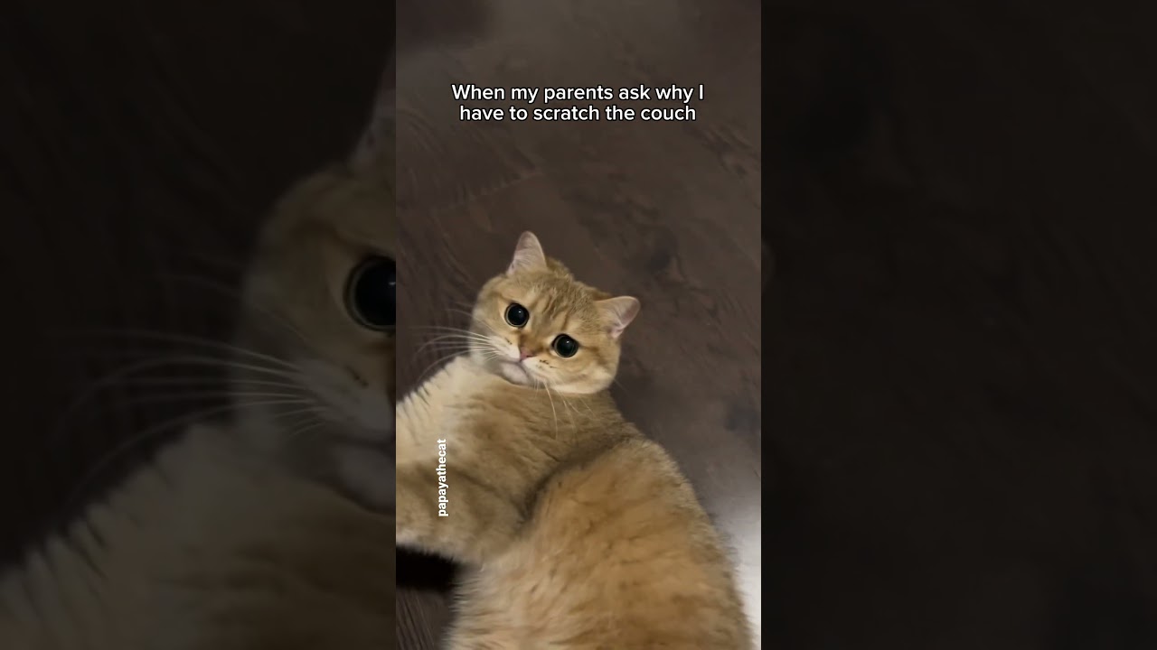 Me asking my cat why she always scratches the couch 