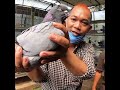 The World S Largest Pigeon The King Of Pigeons Viralshorts Shorts Youtubeshorts