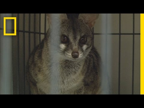 Exotic Animal Bust | Wild Justice