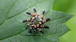 Moth dances the dance of its people