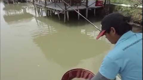 Câu Cá Rô Phi   _Tốc Độ Với Mồi Vuốt