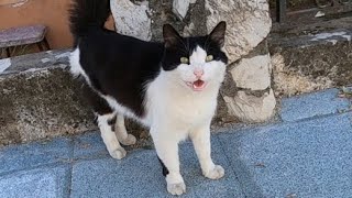 Black and white cat trilling unbelievably cute