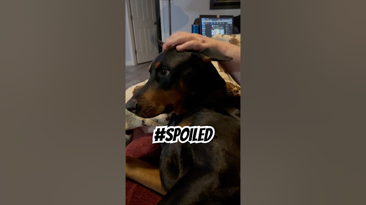 Doberman on the Couch: Head Scratches and High Standards 🤣🐾🛋️