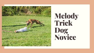 Melody- Trick Dog Novice by Pup to Perfection 124 views 2 years ago 2 minutes, 28 seconds