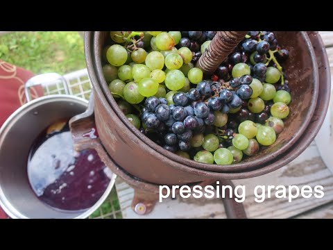 Video: Paano Gumawa Ng Grape Press