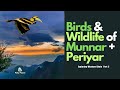 Birds  wildlife of munnar and periyar  exploring western ghats part 3