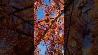 Fall Columbus Nebraska