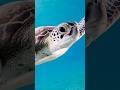 Why Climate Change is Turning Turtles Female | temperature dependent sex determination | reptile