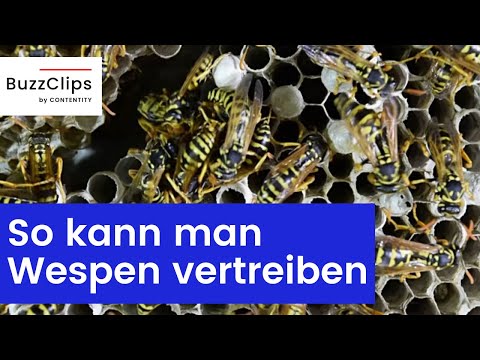 Video: Wespenabwehr: Wie man Wespen loswird