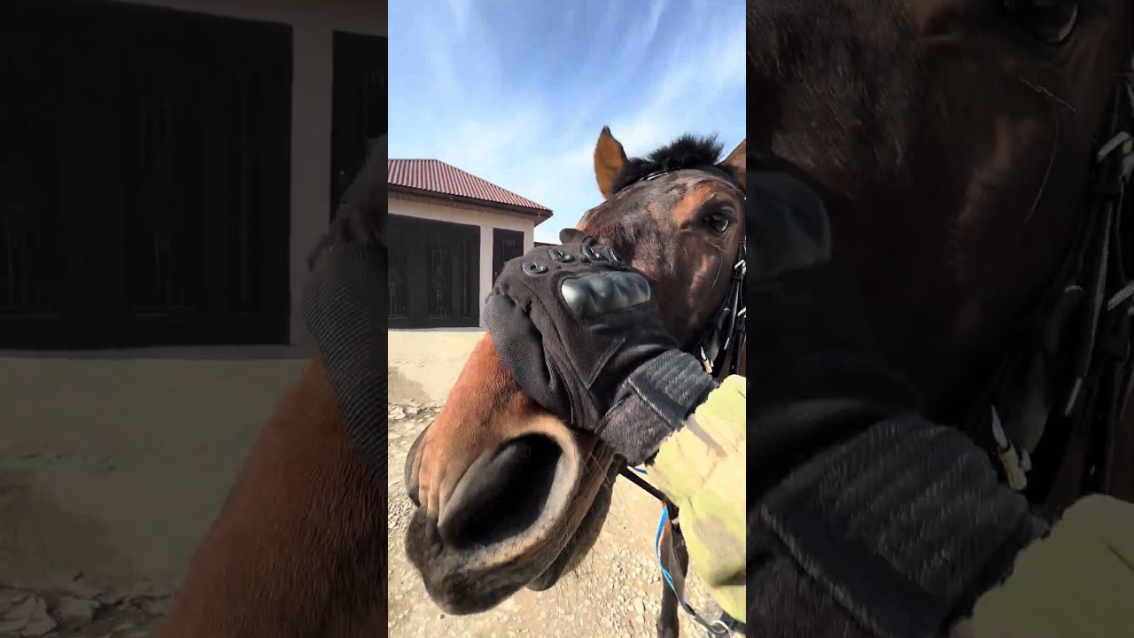 Чистокровный Аварец🤣🐎 