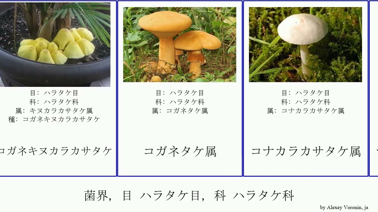 菌界 目 ハラタケ目 科 ハラタケ科 Fungus ホコリタケ属 シロカラカサタケ属 オオシロカラカサタケ属 アガリクス Catch Agaricales ケシボウズタケ属 コガネタケ属 Youtube 菌界 目 ハラタケ目 科 ハラタケ科 Fungus ホコリタケ属 シロカラカサタケ属 オオシロカラカサタケ属 アガリクス Catch Agaricales ケシボウズタケ属 コガネタケ属 Youtube