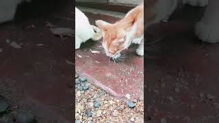 Cats eat fish