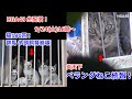 【生配信】炎天下のベランダねこ続報！｜群馬ねこ180匹！ 多頭飼育崩壊続報 | 横浜ねこ多頭飼育崩壊の悲劇 ほか