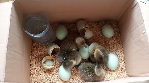 cara membuat alat penetas telur mudah dan gampang dari kardus anti gagal!!!!!