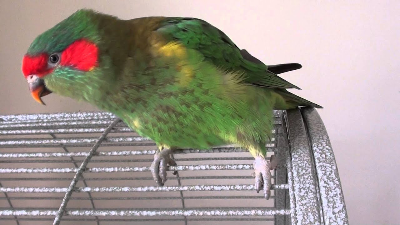 Musk Lorikeet dancing 