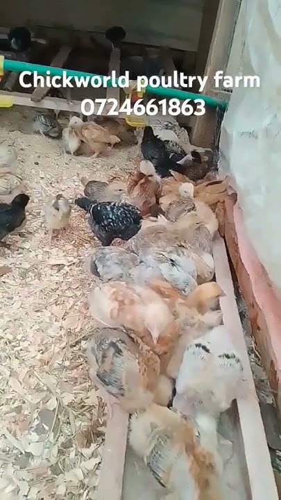how-to-feed-3-weeks-chicks-and-types-of-food-how-to-make-your-chicks