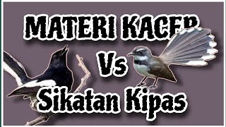 Kacer Gacor dengan MATERI KACER Vs Sikatan Kipas