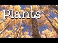 What is a plant all about plants for kids  freeschool