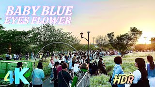 [4K HDR] - TONERI PARK • Blue Nemophila Flower •ルリカラクサ • [Tokyo Walk] 🌼