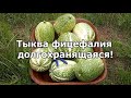 Тыква Фицефалия ДОЛГО хранится. Фицефалия Фиголистная Тыква.