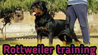 Rottweiler show training - how to train your rottweiler for show training part - 2 by Dog baba Lucky dagar 3,361 views 2 years ago 3 minutes, 33 seconds