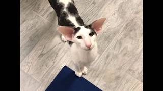 Teddy the most famous honking  Oriental Shorthair Cat