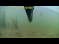 Подводная охота в Ленинградской области. Июль 2016