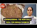 Why ‘King of Ayurveda’-Ashwagandha has become the new gold rush for Indian farmers