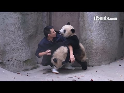 Приставучие панды не отпускают смотрителя (новости)