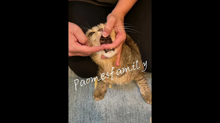 15秒簡易餵不開口的貓吃藥 #愛豹仕家族 Easy way to pill your cat #paomesfamily #bengalcathk #bengalcats #豹貓 #孟加拉豹貓 - 天天要聞
