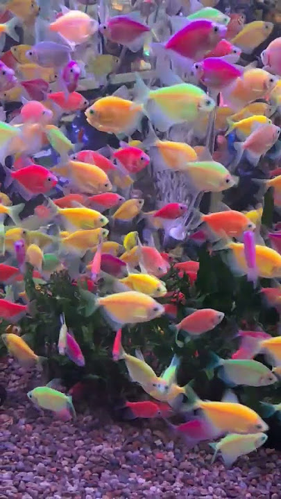 Waw ikan warna warni lucu banget #ikan #ikanlucu #ikanhias #fish