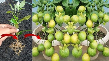 How to Grow Lime Trees from cuttings - Easy fast way to grow Lime Trees & Lemon Trees from Cuttings