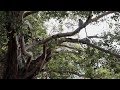 Ashvattha the legend - Full Documentary on the Peepal Tree