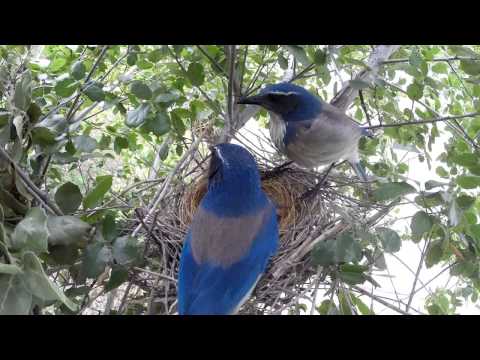 Scrub Jay Nest chick activity raw footage 4-25-2015 (10 clips) V18008