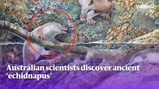 Australian scientists discover ancient ‘echidnapus’ | Yahoo Australia