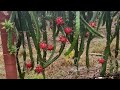 purple Haze dragonfruit https://youtube.com/shorts/vohW7KctVP8?si=3LJvrdpyveBCFVl5