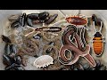 Discovering tiny creatures hidden in nature 🐜#insects #subscribe #snake #viral iralvideo