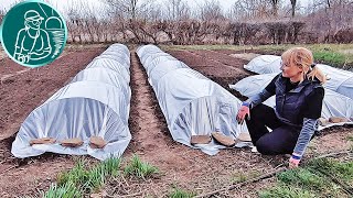 🌱 Парники своими руками для выращивания помидоров без рассады 🍅 Безрассадные томаты