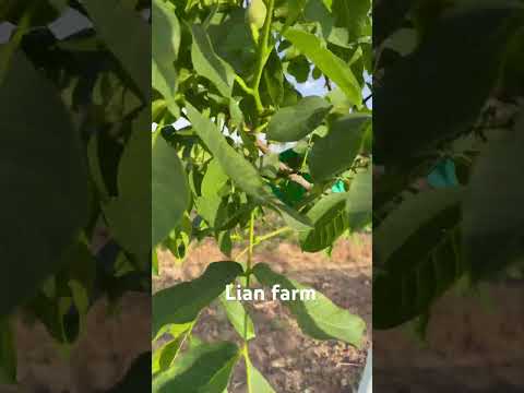   باغ چندلر گردو  کرمخراط حشره