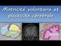 Cours TS : Motricité volontaire et plasticité cérébrale