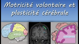 Cours TS : Motricité volontaire et plasticité cérébrale