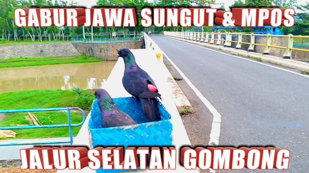 GABUR MERPATI JAWA SUNGUT DAN LEPAS MERPATI POS JALUR SELATAN DARI GOMBONG