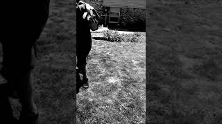 World's saddest video