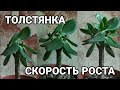 ДЕНЕЖНОЕ ДЕРЕВО. СКОРОСТЬ РОСТА. КАК БЫСТРО РАСТЕТ ТОЛСТЯНКА? С КАКОЙ СКОРОСТЬЮ РАСТЕТ КРАССУЛА?