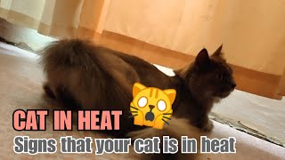 SIGNS YOUR CAT IS IN HEAT