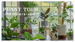 【Plant Tour】我が家の観葉植物を全てご紹介！