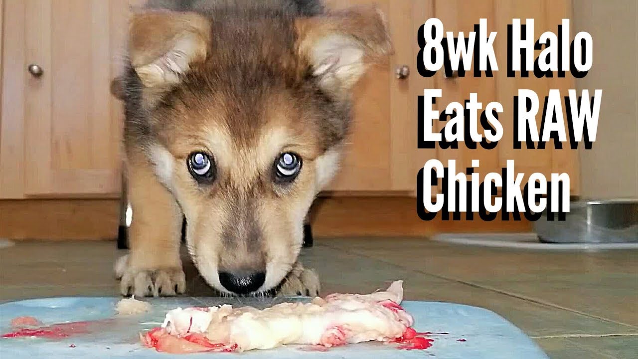 can you feed a puppy raw chicken