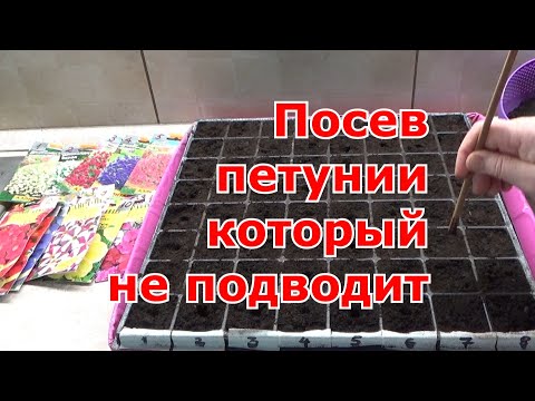 Посев петунии на снег и со снегом. Как получить дружные всходы петунии.