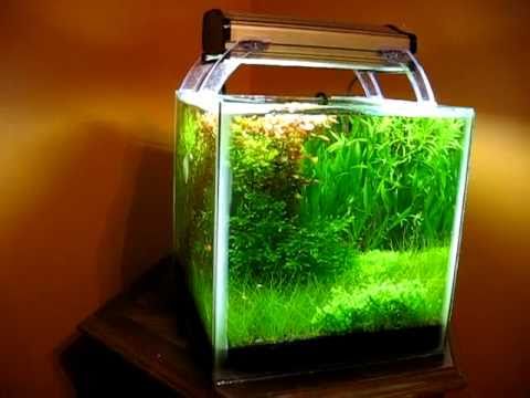 Planted shrimp cube - YouTube
